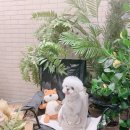 샤넬 디자인 이미지