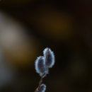 버들강아지 이미지