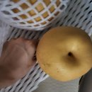 안성농장 | 농라 안성아저씨농장 배 후기