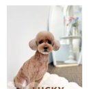 모들펫살롱 이미지