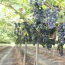 박사골농장 이미지