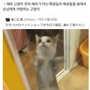 해피캣 밈의 슬픈 진실.twt 이미지