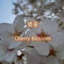 화목화 티스토리