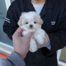 대구강아지분양 퍼피얌 이미지