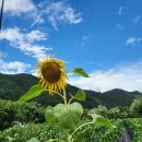 예쁜연못집 민박 이미지