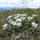 에델바이스 이미지