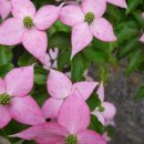 베니실제 이미지