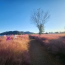 핑크뮬리 | 2025 의령 기강 리치 꽃 축제 경관단지 핑크뮬리 후기~!!