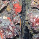 161. 부채꼬리실고기(Doryrhamphus japonicus)~Honshu pipefish,Blackside pipefish 이미지