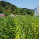 신조농장 이미지