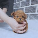 예쁜강아지 - 금정구 서동로 133-1 | 예쁜강아지