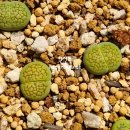 할리농장 이미지