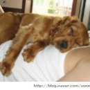 더 휴(B) Daum카페