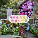인형천국 | 제주 카멜리아힐 수국 개화상황, 지금 가기 좋은 서귀포가볼만한곳(5.17)