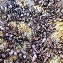 조개짐송정점 이미지