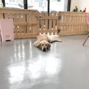 THE 빛나개 이미지