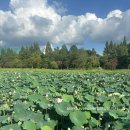 세븐일레븐전주아중공원점 | [전주 덕진공원] 공원 내에 있는 한옥도서관 연화정도서관. 전주 덕진공원 7월말 연꽃 개화상태. 전주...