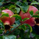 석류의 계절 / 정은숙 이미지