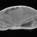 동물병원 All Pets 이미지