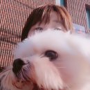 개라다이스 이미지