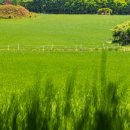 광무농장 이미지