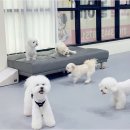놀루오숑 | 우리 강아지에게 딱 맞는 대전강아지유치원, 넓고 안전한 놀루오숑에서 경험하는 프리미엄 반려동물...