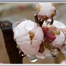 매화꽃민박 이미지