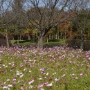 코스모스드림 이미지