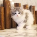 도그마루 강아지 고양이 울산점 이미지