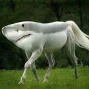 상어피시방 이미지