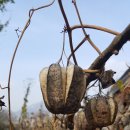 꼬리명주나비 유충의 먹이식물인 쥐방울덩굴(산림청지정 보호종) 씨앗 이미지