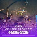 처인성로 | 용인 가볼만한 곳 실내동물원 추천, 수달앤쥬 용인점 후기