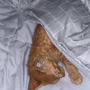 아기고양이…가 울고 있길래… 이미지