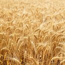 달콤한 민들레의 속 | 오르조보리차 효과와 맛은? 커피 대신 마신 후기 공개