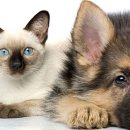 강아지와 고양이 이미지