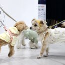 코리아펫 이미지