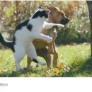 참 이미지