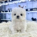 퓨어펫 강아지분양 고양이분양 울산점 이미지