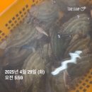 사이즈 좋은 활암꽃게/ 활갑오징어/ 활감성돔/ 아귀 판매합니다^^ 이미지