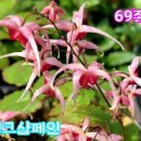 무늬맥문동농원