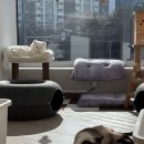 호텔휴 | 파주 일산 고양이호텔 휴 방문후기