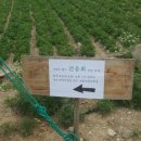 지난 여름의 추억- 건음회 밴드 괴산호 산막이옛길 공연 후기