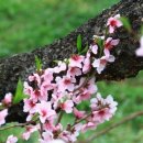 4월20일 목요일 : 부천 춘덕산 복숭아꽃 축제 트레킹-동희대장 이미지