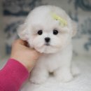 톰퍼피 강아지 분양 이미지
