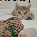 몽몽(MongMong) 이미지