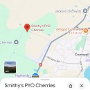 인정농장 | 뉴질랜드 크롬웰 체리따기 체험 , Smithy’s PYO체리농장 솔직 후기!