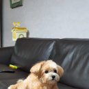 ZOO동물병원 | 울산 ZOO 동물 병원, 미용 후기