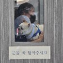 강북동물병원 | 디스크 증상 발견 5~8일차 강북구 동물병원 루시드동물메디컬센터 수술후기