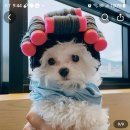 좋은강아지 이미지