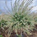 황금3로-R 이미지